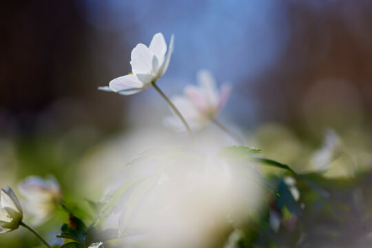 Fototapeta Close-up of anemone flower