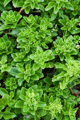 Green leaves of sedum selskianum texture top view.