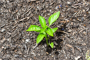 Young green leaves of the plant grown in the garden.