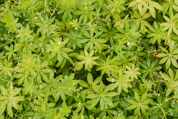 Green leaves of Galium odoratum texture top view.