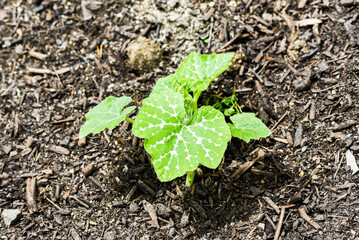 Young green leaves of a zucchini plant grown in the garden.