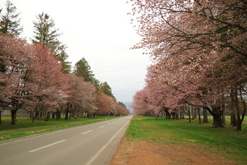 北海道　新ひだか町二十間道路の桜並木
