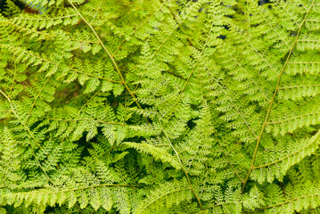 Texture of leaves of young ferns growing in the forest.