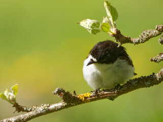 European pied flycatcher (Ficedula hypoleuca) is a common and widespread small passerine bird.