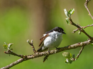 European pied flycatcher (Ficedula hypoleuca) is a common and widespread small passerine bird.
