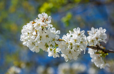 Cherry tree