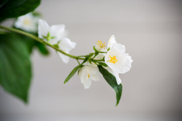 Branch of blooming fragrant white jasmine flowers