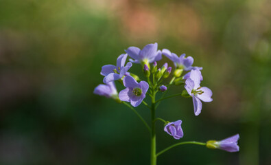 Pink and purple flowers with bokeh background