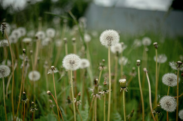 faded dandelions in the summer in the field