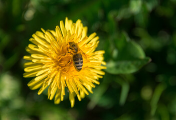 Dandelion and Bee