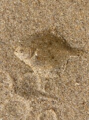 a flatfish lies well camouflaged in the sand of the north sea