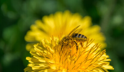 Dandelion and Bee