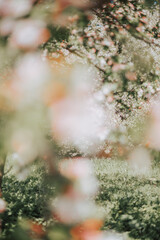 Defocused beautiful abstract background of a blooming apple tree. The delicate background of the tree is not in focus. Natural texture of the blur