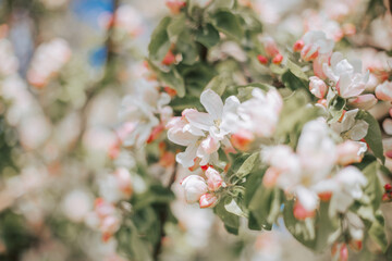 Beautiful delicate background of a flowering tree. Apple blossom in the park with pale pink buds