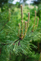 Fresh shoots and green cones of pine trees in spring or summer close-up.
