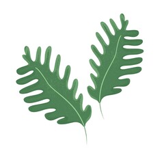 Rucola Hand drawn green garden leafy vegetable. Green Healthy veggie food textured. Ruccola herbs seasoning vector illustration of rugula isolated on white background