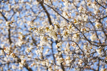 Beautiful Apple Tree Blossoms in Spring on Sunny Day. Apple Tree Flowers