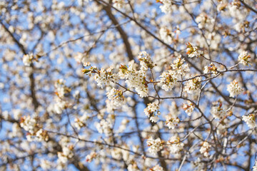 Fototapeta premium Beautiful Blossoming Apple Tree, low angle view of Apple Tree in Spring.