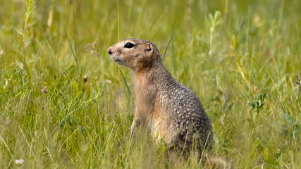 a gopher in the green grass. brown harek