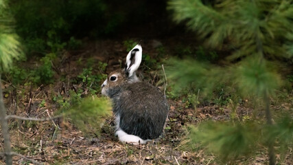 a hare in the forest of siberia rabbit