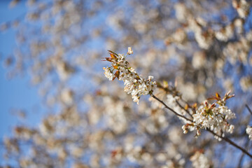 Beautiful Blossoming Apple Tree, low angle view of Apple Tree in Spring.