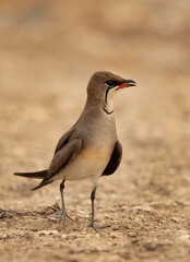 Obraz premium Collard pratincole perched on ground at Hamala, Bahrain