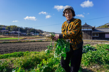野菜の収穫をする高齢の女性