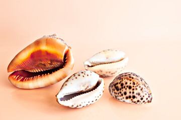 Cuatro conchas de moluscos, Cassis rufa, turbo petholatus, en un fondo naranja
