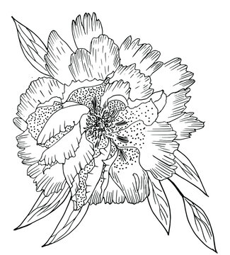 Black and white vector image  of a peony flower and leaf. Hand drawn flower head. Storytelling and tattoo. Design element and print. Monochrome sketch doodle art