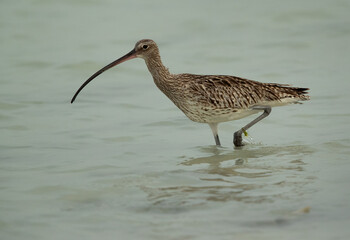 Eurasian curlew insearch of food at Busaiteen coast, Bahrain