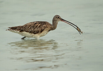 Eurasian curlew feeding a crab at Busaiteen coast, Bahrain