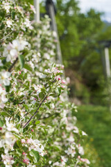 Beautiful Flowers on Apple Tree. Blossoming Apple Trees in Spring.