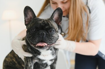 medicine, pet care and people concept - close up of french bulldog dog and veterinarian doctor hand at vet clinic.