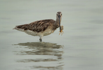 Eurasian curlew holding a crab at Busaiteen coast, Bahrain