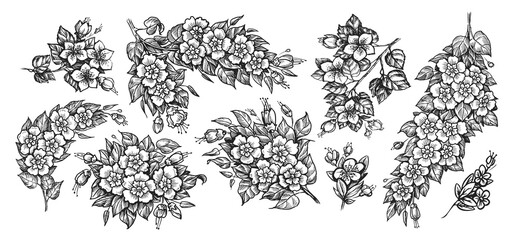 Twigs with flowers and leaves set vector. Nature concept. Collection of elements in vintage engraving style