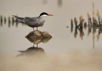 White-cheeked Tern at Asker marsh, Bahrain