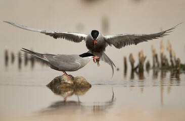White-cheeked Tern offering a fish to his mate at Asker marsh, Bahrain