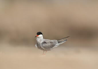 Portrait of a White-cheeked Tern at Asker marsh, Bahrain