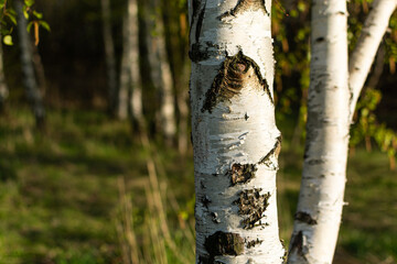 Obraz premium birch in the forest