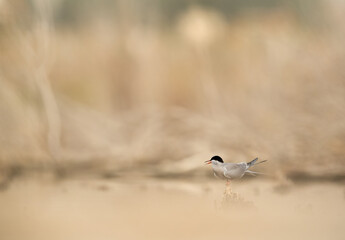 White-cheeked Tern in its habitat, a eye level shot at Asker marsh, Bahrain