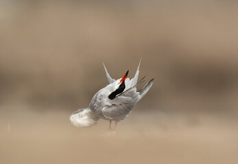 White-cheeked Tern preening at asker marsh, Bahrain
