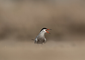 White-cheeked Tern calling at Asker marsh, Bahrain