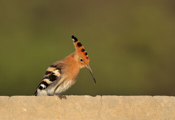 Hoopoe perched on a wall at Jasra, Bahrain