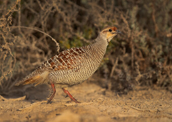 Closeup of a Grey francolin at Hamala, Bahrain