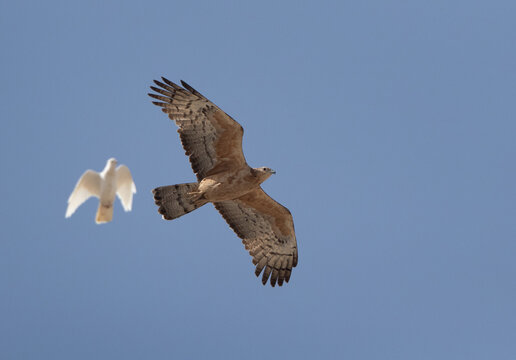 Honey Buzzard and a pigeon in flight at Jasra, Bahrain