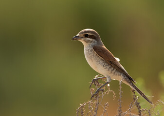 Portrait of a Red-backed shrike perched on green, Bahrain