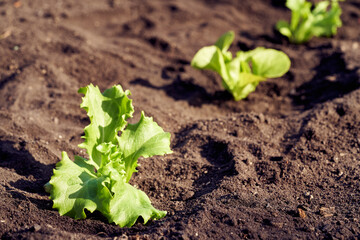 Lettuce seedlings growing in soil