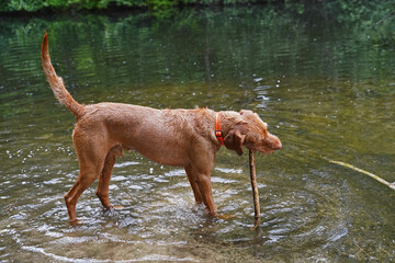 Water games at the lake with a Magyar Vizsla wirehair .