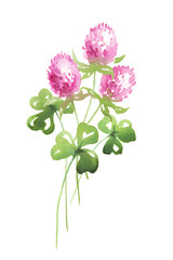 Wildflowers bouquet. Watercolor clipart