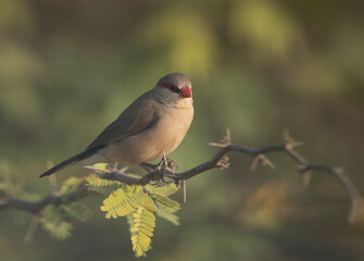 Common waxbill perched on acacai tree at Jasra, bahrain